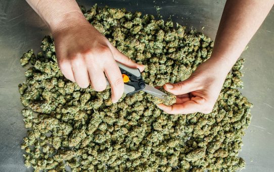 Will Oregon Be Known for Its (Legal) Weed Export?